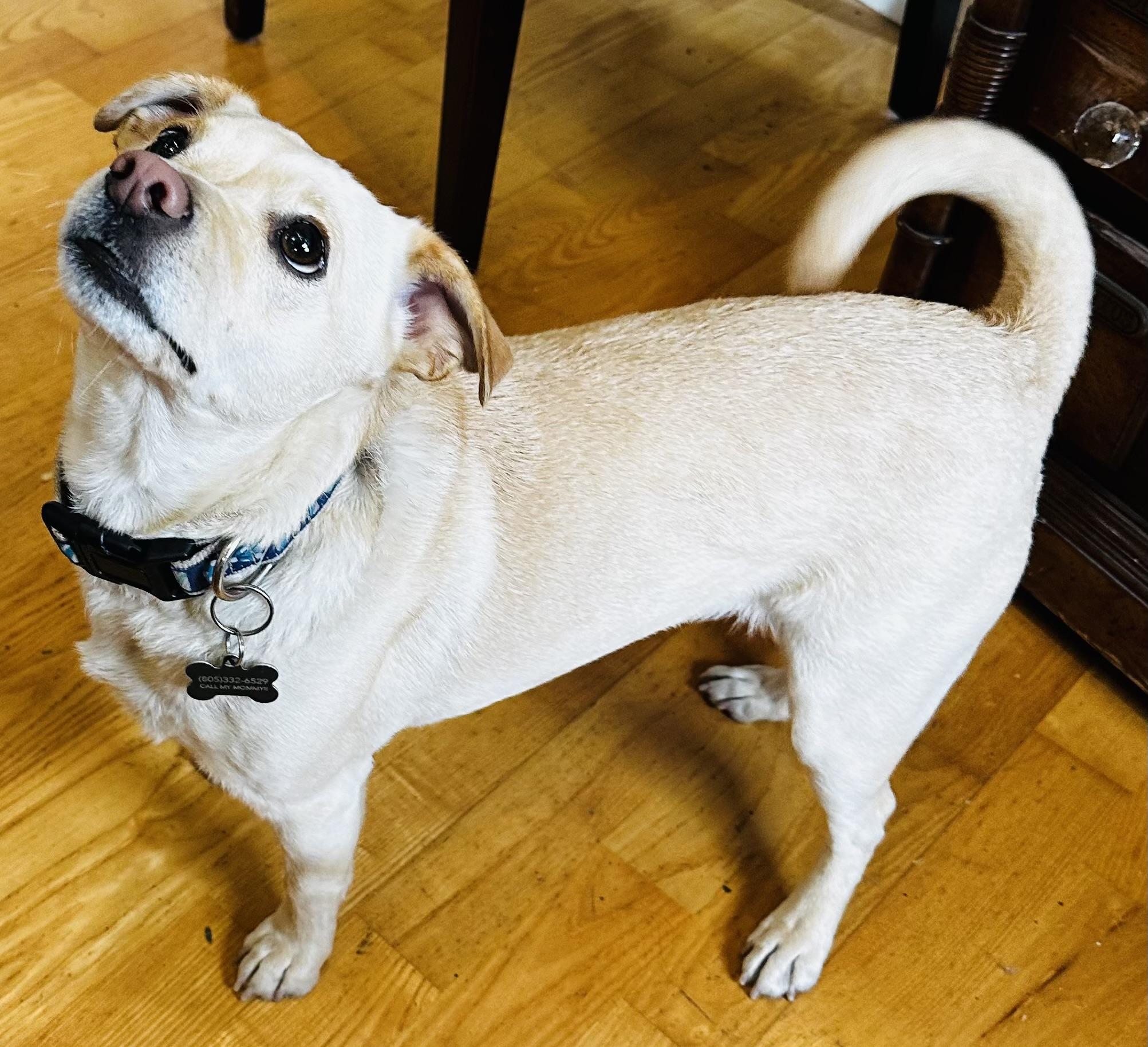 Lucian, an adopted mixed breed in Santa Maria, CA image 3/3