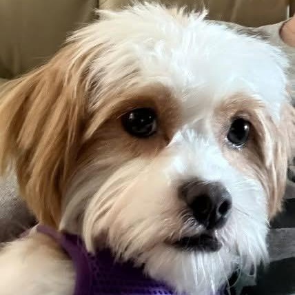 Enlarge Daisy Lu, a Adoptable Shih Tzu in Plano, TX image 3/3