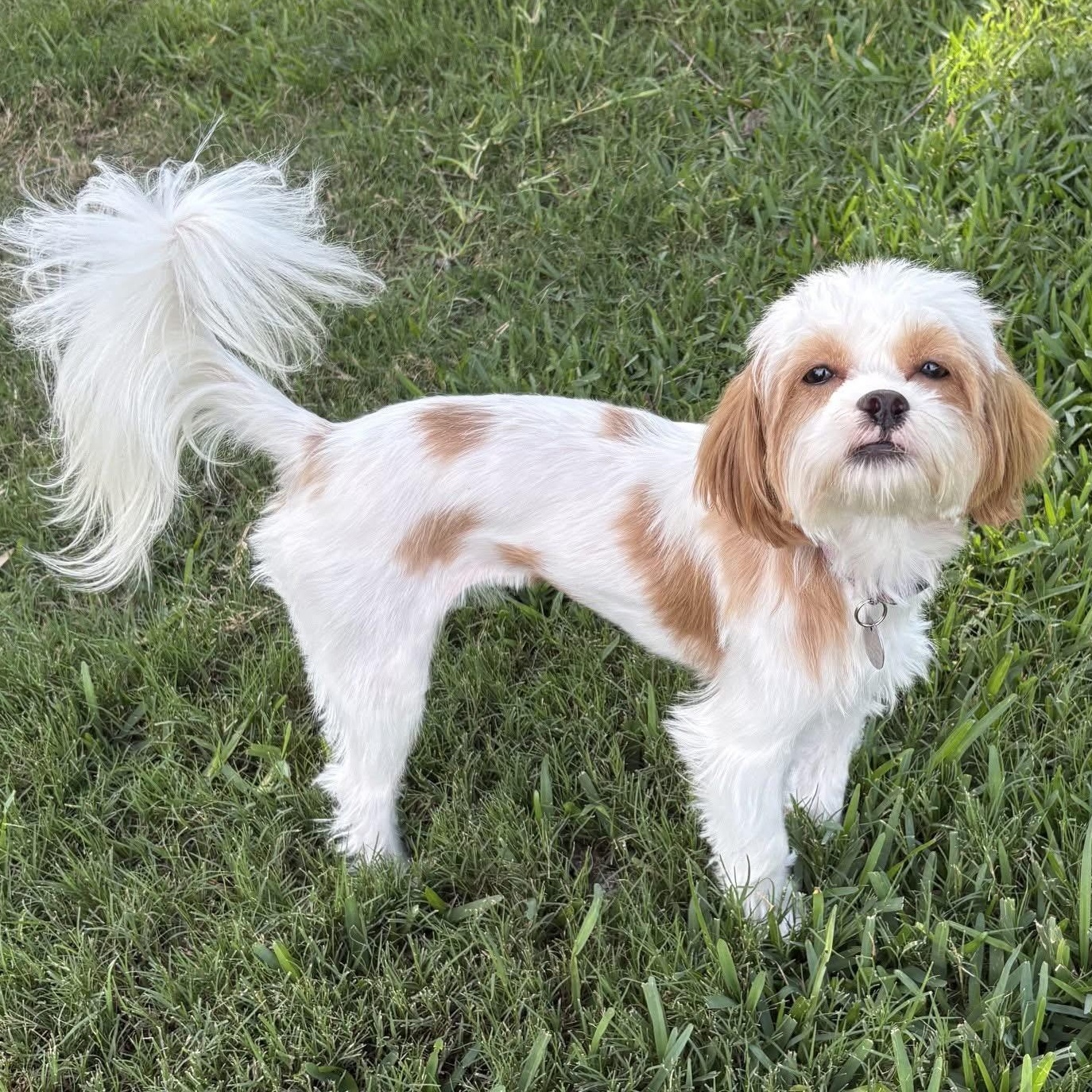 Daisy Lu, Adoptable, Young Female Shih Tzu.