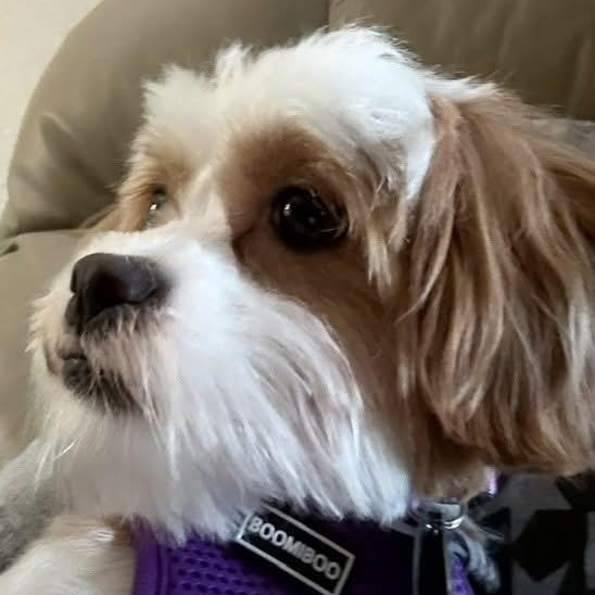 Enlarge Daisy Lu, a Adoptable Shih Tzu in Plano, TX image 2/3