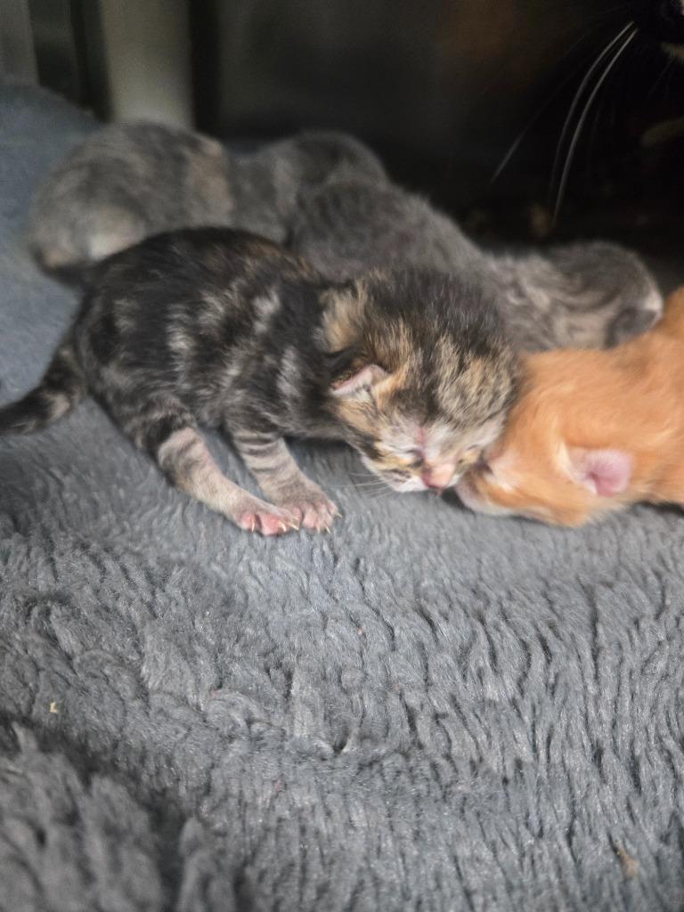 Feather, Adoptable, Kitten Female Domestic Short Hair.