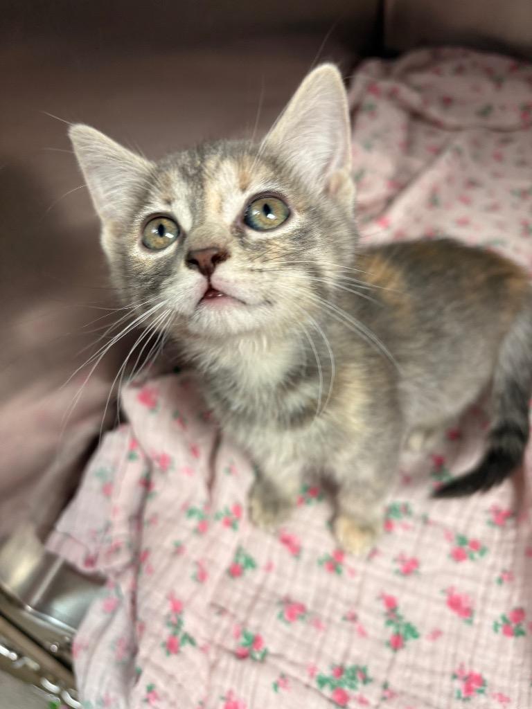 Feather, a Adoptable mixed breed in Detroit, MI image 2/2