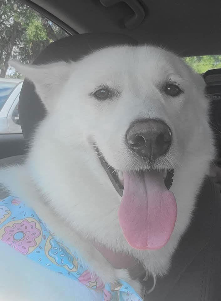 ZCL-D-Ghost, Adoptable, Adult Female Husky & German Shepherd Dog.