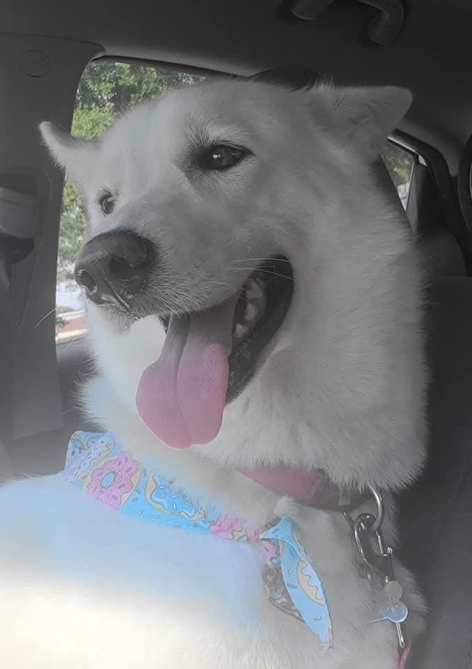 Enlarge ZCL-D-Ghost, a Adoptable mixed breed in Horn Lake, MS image 2/3