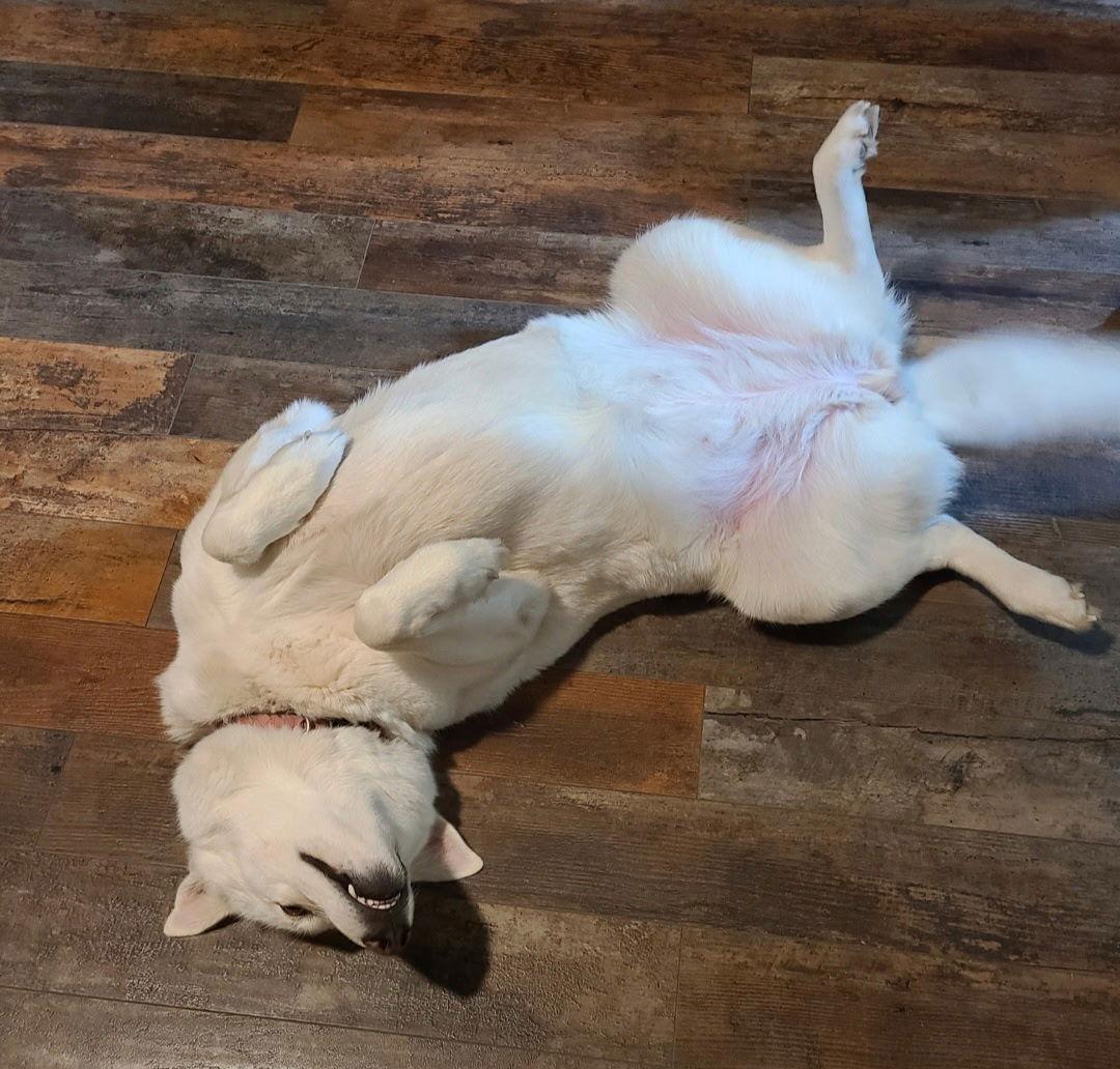 Enlarge ZCL-D-Ghost, a Adoptable mixed breed in Horn Lake, MS image 3/3