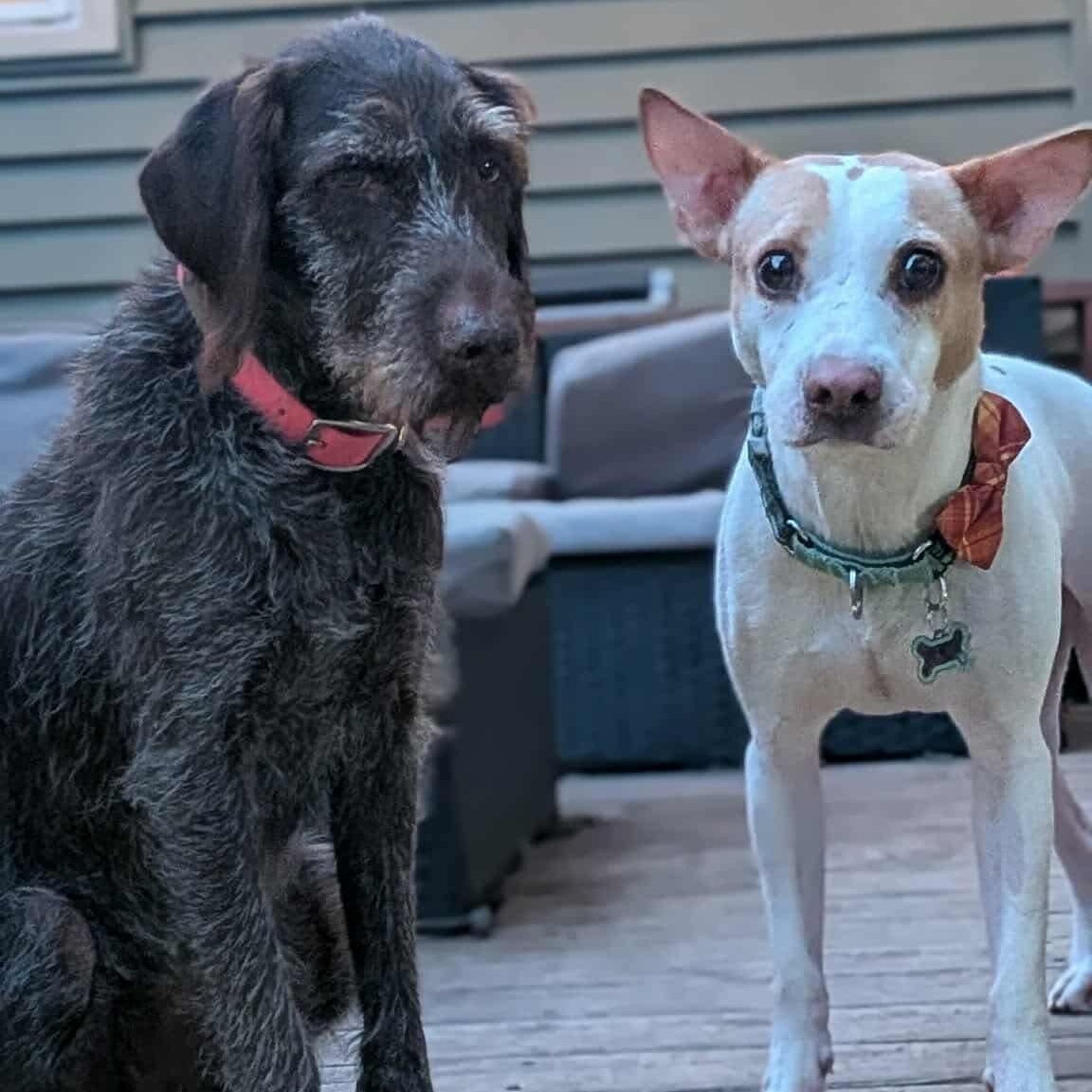 Enlarge Benny, a Adoptable mixed breed in Minneapolis, MN image 4/6