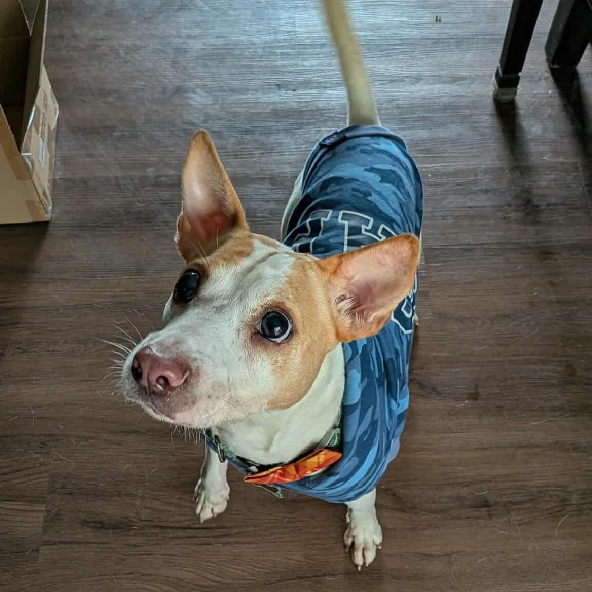 Enlarge Benny, a Adoptable mixed breed in Minneapolis, MN image 3/6