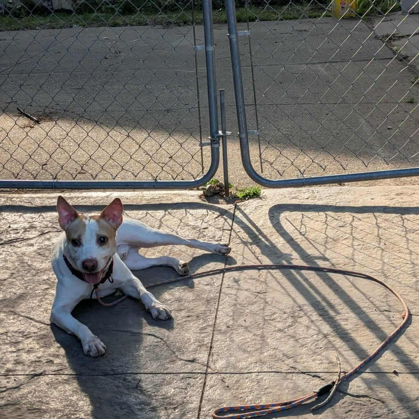 Enlarge Benny, a Adoptable mixed breed in Minneapolis, MN image 5/6