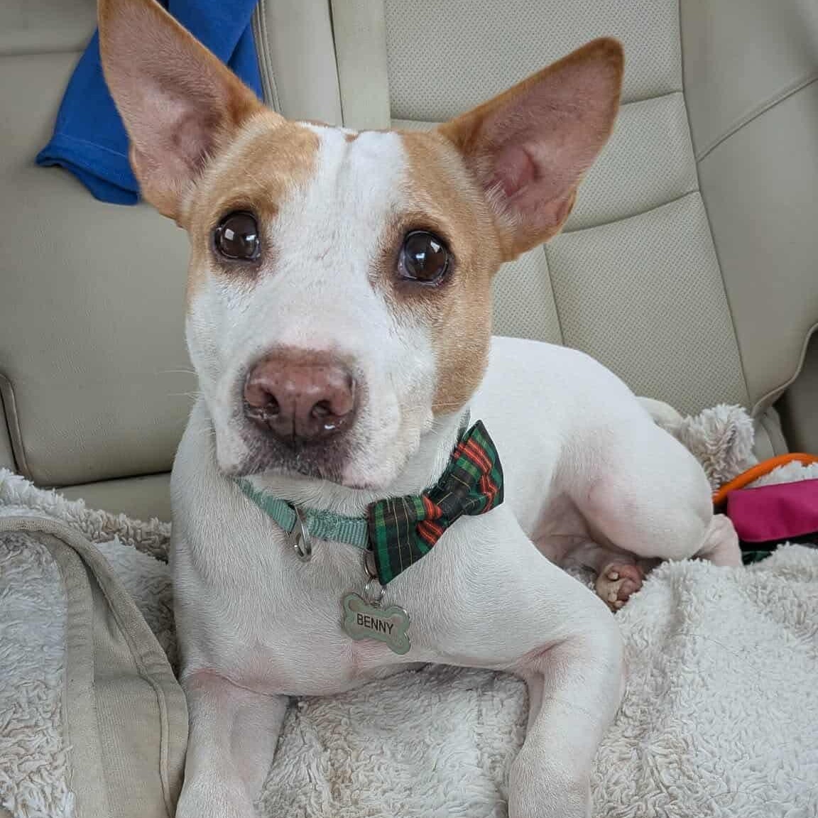 Benny, Adoptable, Adult Male Terrier & Hound.
