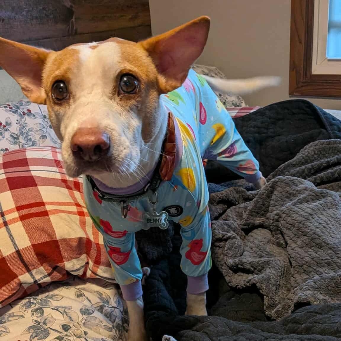 Enlarge Benny, a Adoptable mixed breed in Minneapolis, MN image 2/6