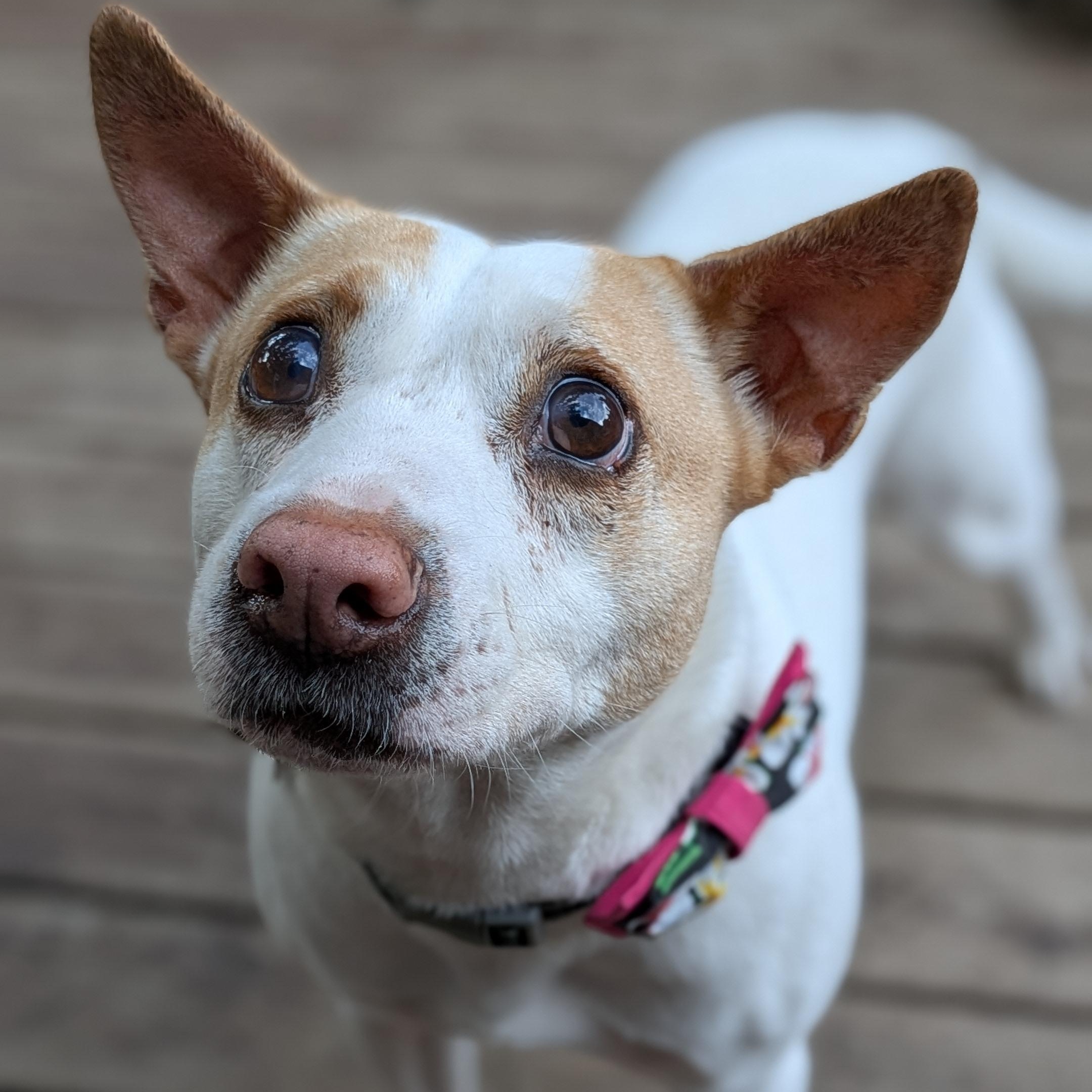 Benny, Adoptable, Adult Male Terrier & Hound.