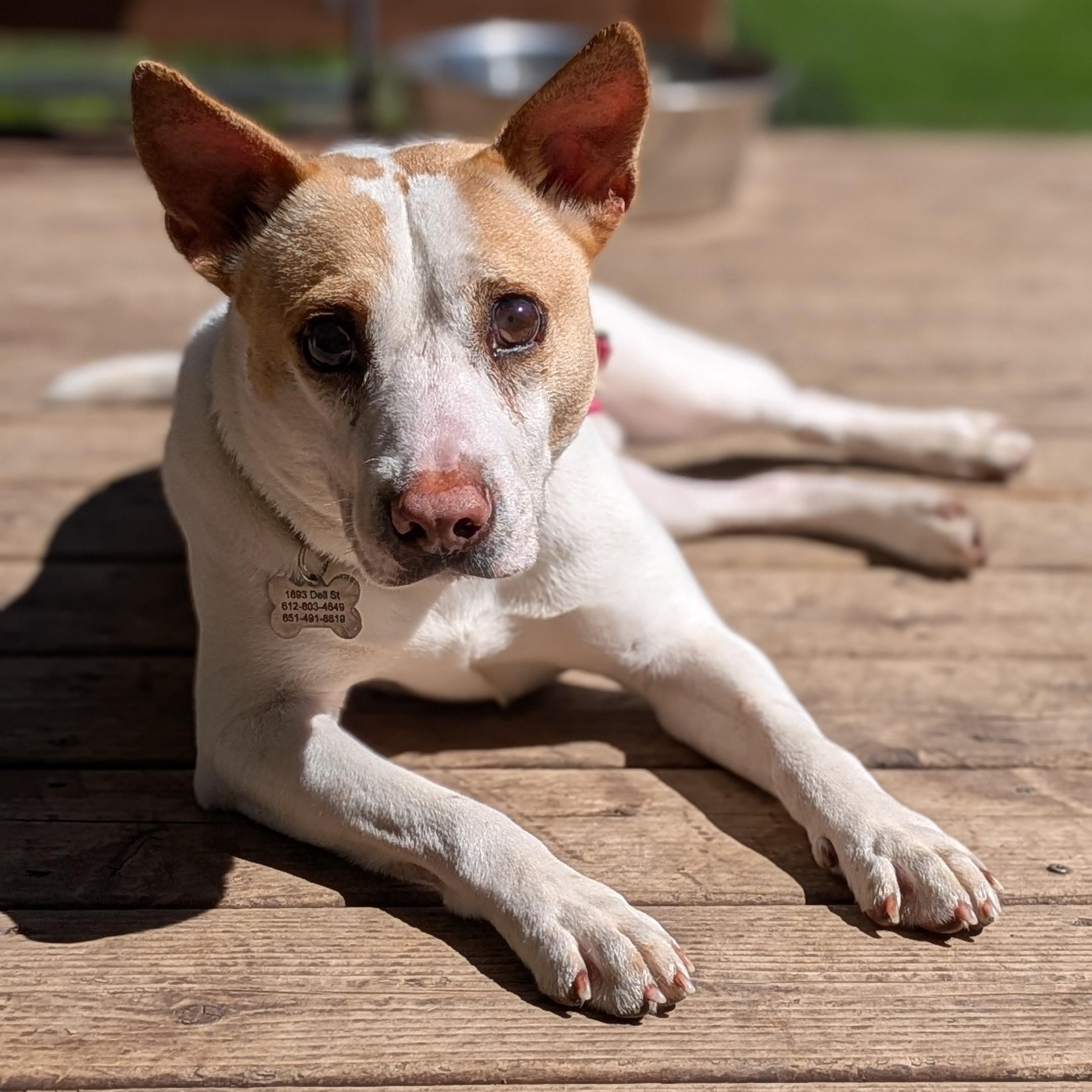 Benny, a Adoptable mixed breed in Minneapolis, MN image 3/6