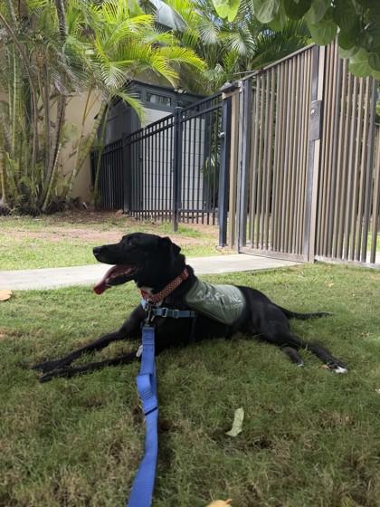 Lava, Adoptable, Senior Male Labrador Retriever & Mixed Breed.