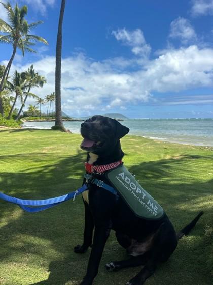 Enlarge Lava, a Adoptable mixed breed in Honolulu, HI image 2/3