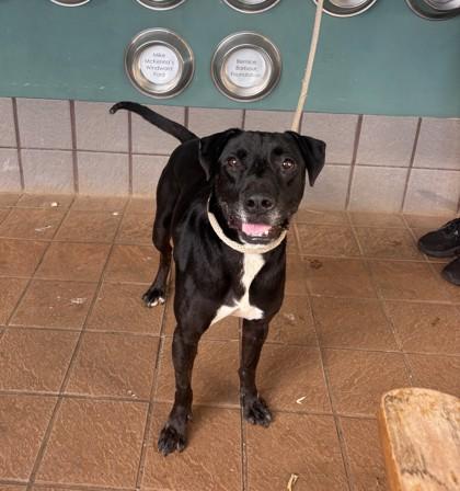 Enlarge Lava, a Adoptable mixed breed in Honolulu, HI image 3/3