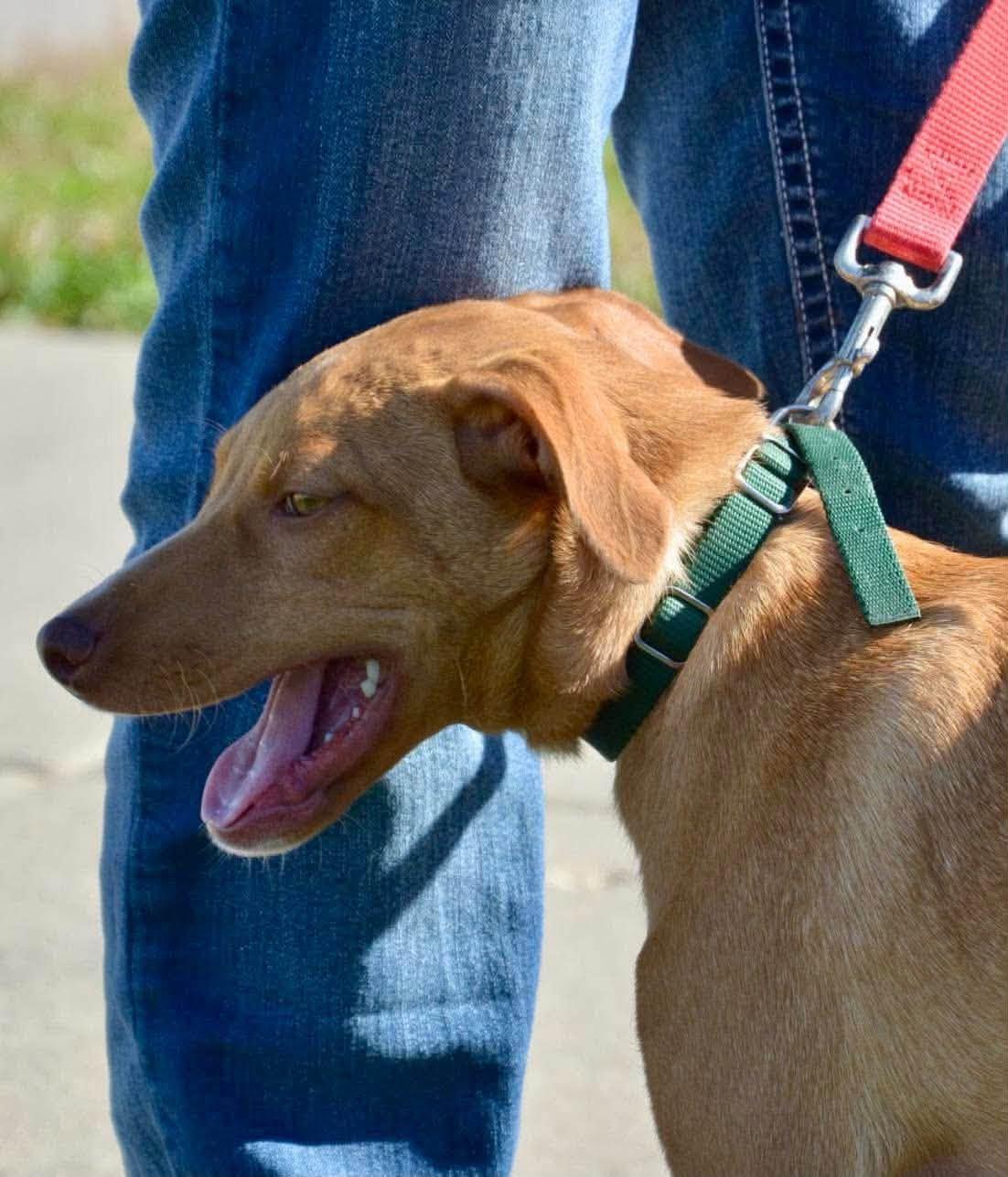 Enlarge Willie Wanka, a Adopted Mixed Breed in Salem, WI image 5/6