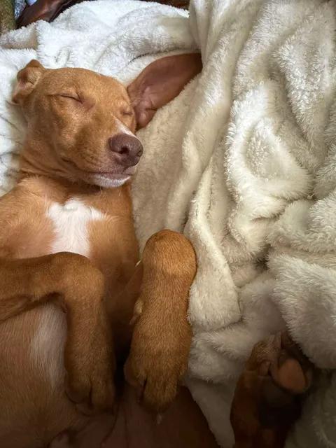 Enlarge Willie Wanka, a Adopted Mixed Breed in Salem, WI image 2/6