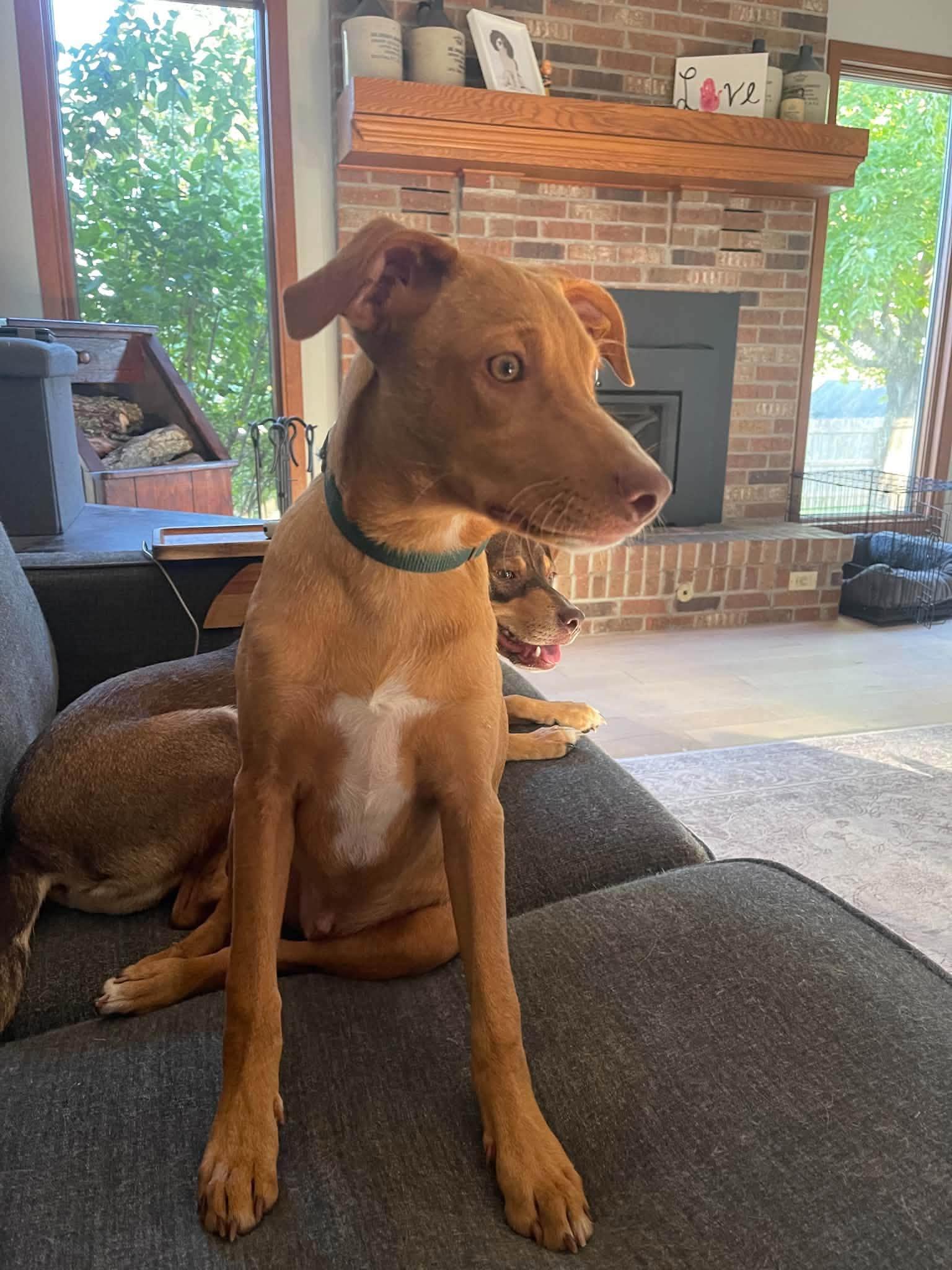 Enlarge Willie Wanka, a Adopted Mixed Breed in Salem, WI image 1/6