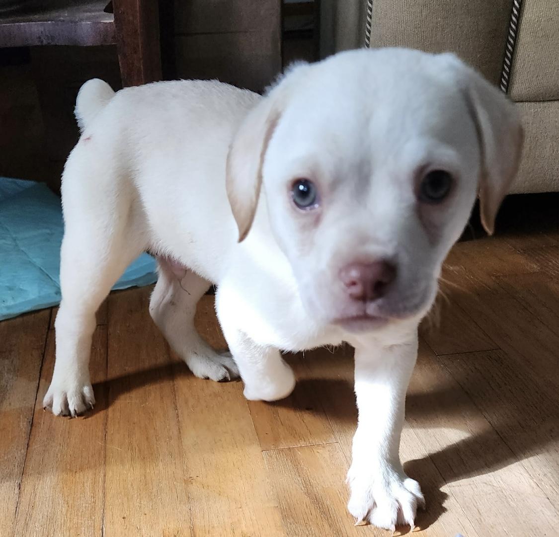 Nubbins, ADOPTABLE, Puppy Male Labrador Retriever & Mountain Cur.