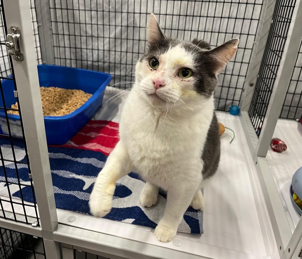 Grandpa, Adoptable, Adult Male Domestic Short Hair.