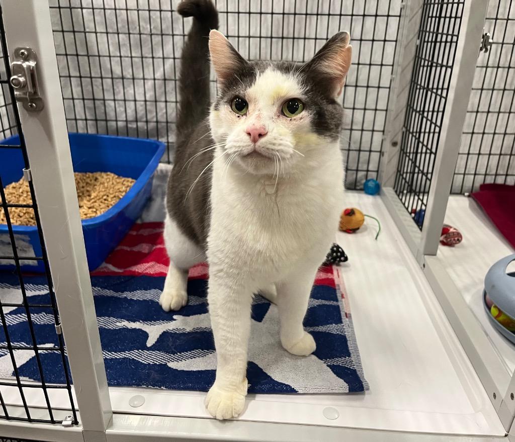 Enlarge Grandpa, a Adoptable mixed breed in Raleigh, NC image 2/3