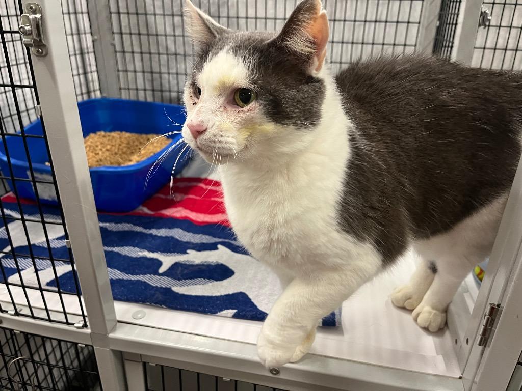 Enlarge Grandpa, a Adoptable mixed breed in Raleigh, NC image 3/3