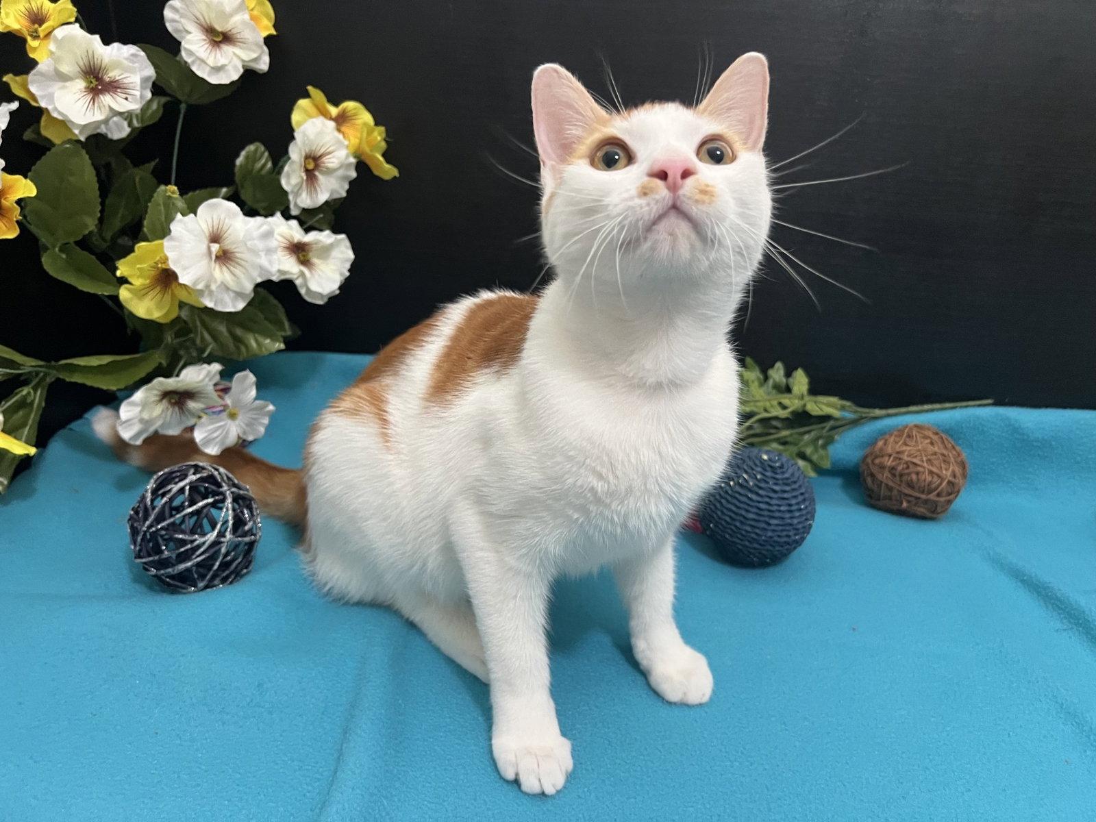 Chino, Adoptable, Young Male Tabby & Domestic Short Hair.