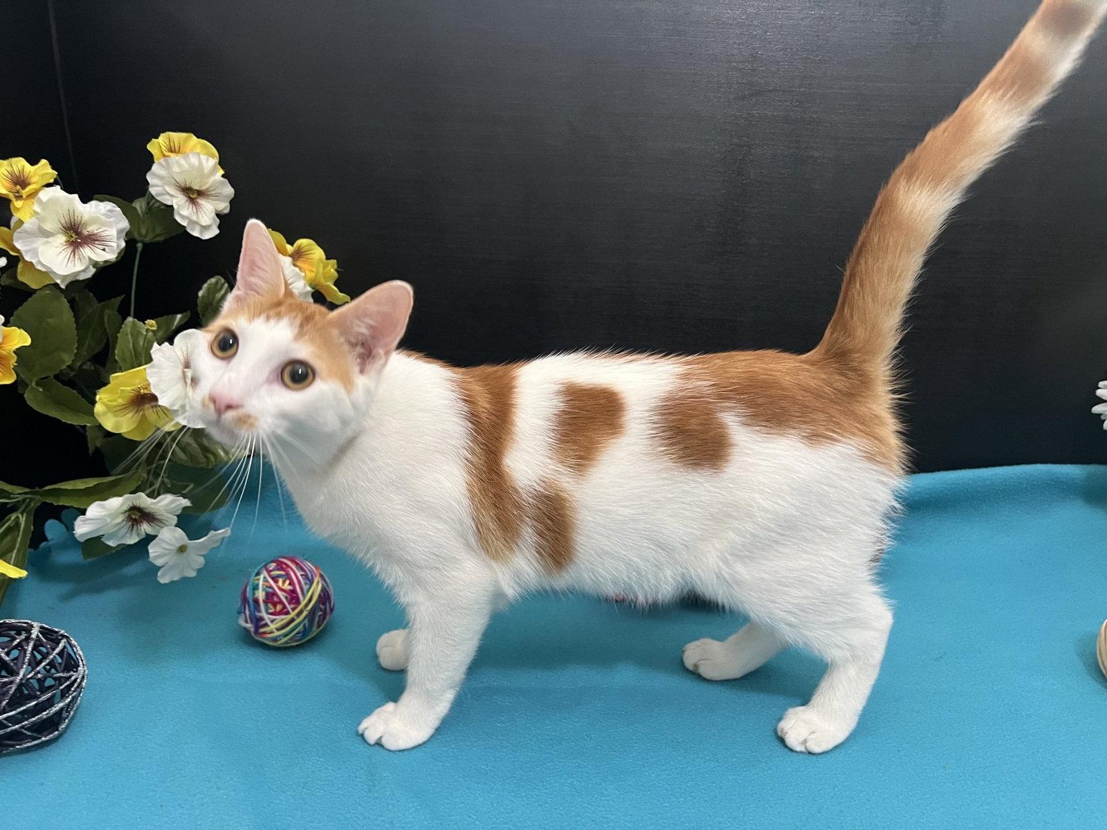 Enlarge Chino, a Adoptable mixed breed in Fayetteville, GA image 3/3