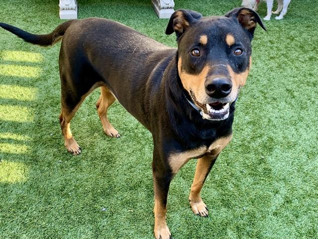 ROCKY, Adoptable, Adult Male Doberman Pinscher & Mixed Breed.