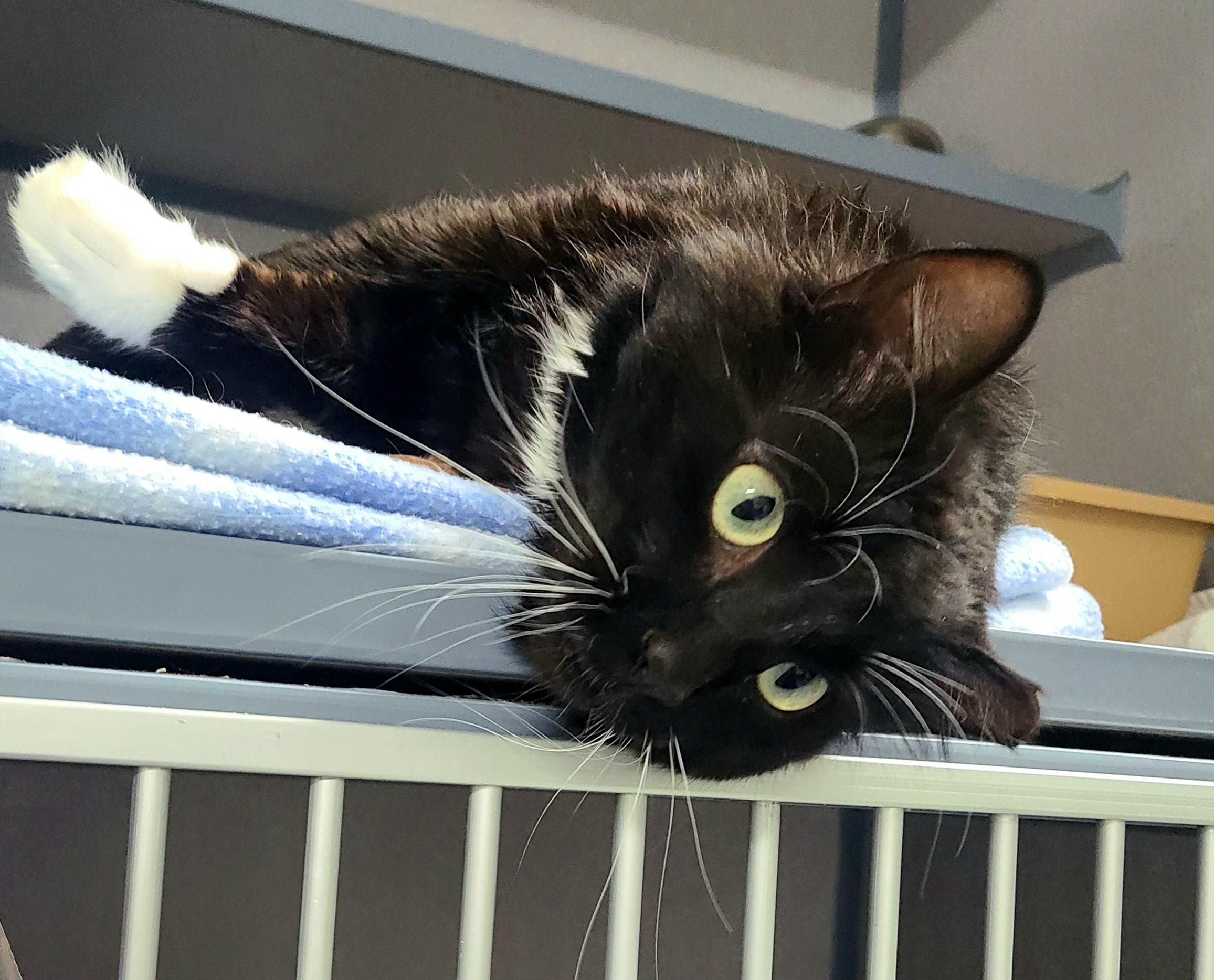 Enlarge Edwin, a ADOPTABLE Domestic Medium Hair in Kirkland, WA image 6/6