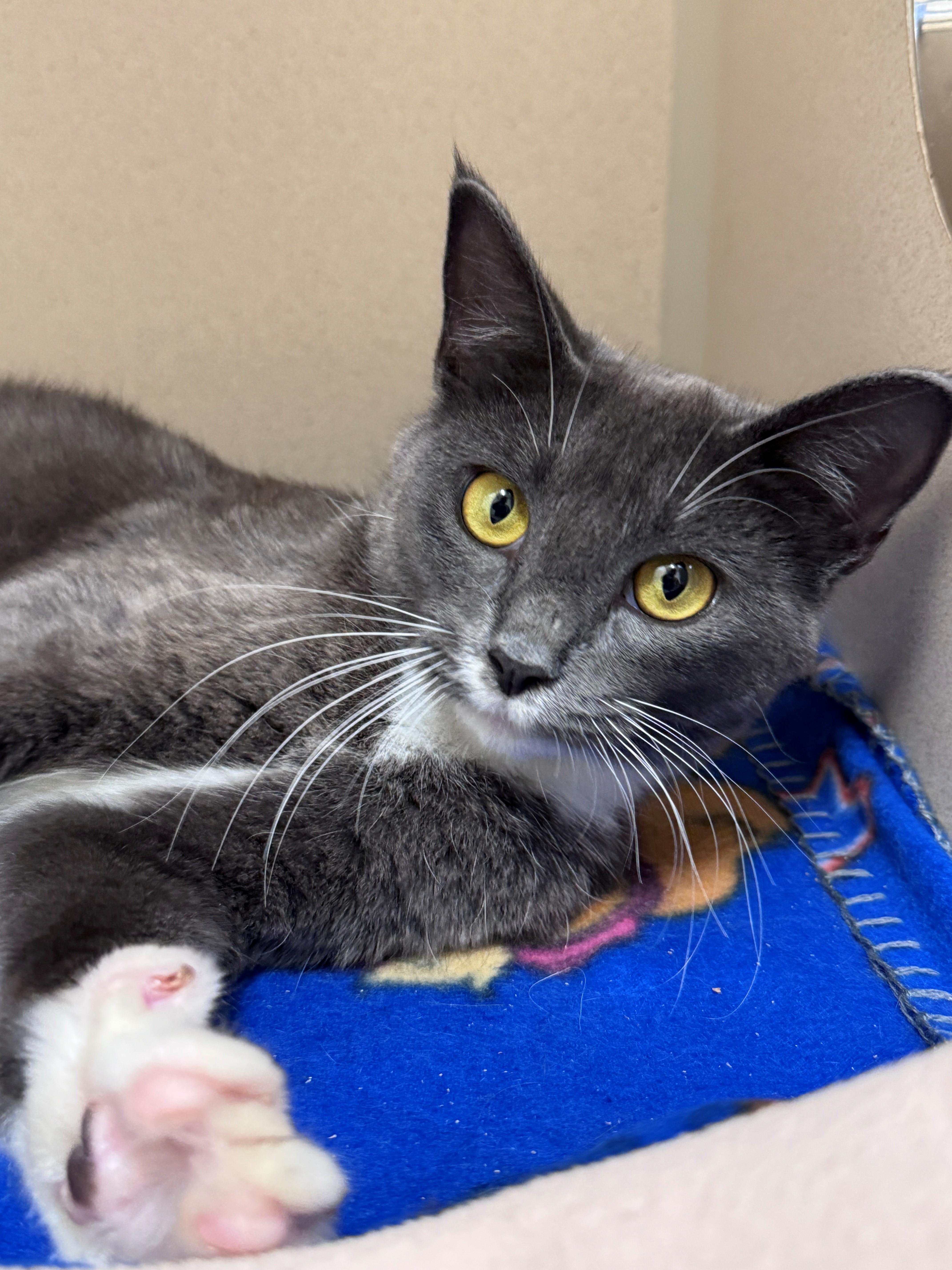 Enlarge Nugget, a Adoptable mixed breed in Hackensack, MN image 1/1