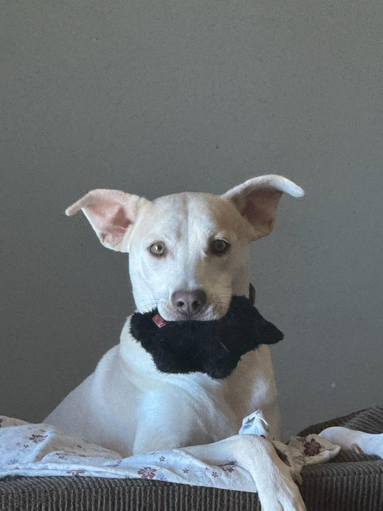 Enlarge Orbit, a Adoptable mixed breed in Tonopah, AZ image 2/2
