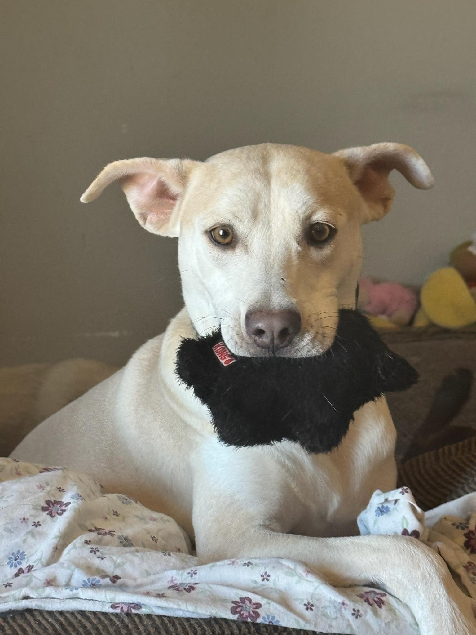 Orbit, Adoptable, Adult Male Labrador Retriever.