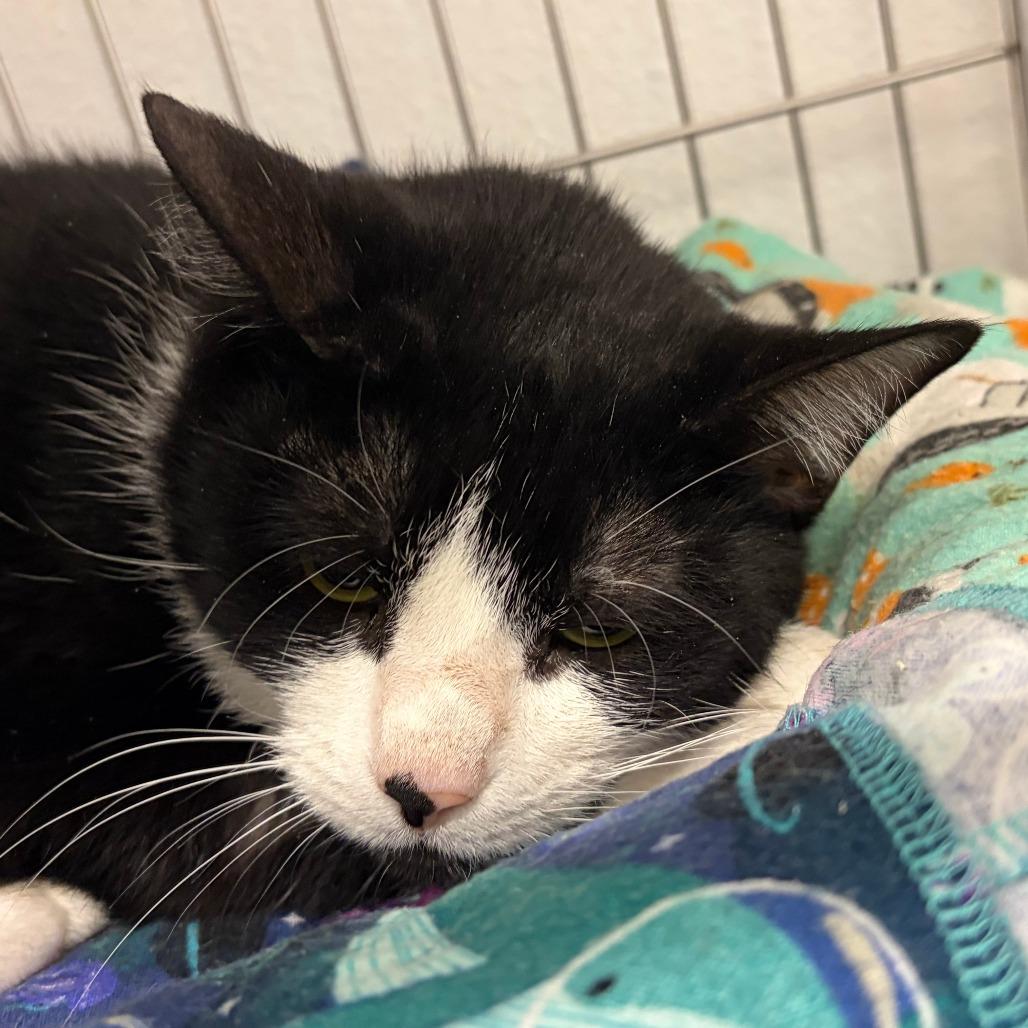 Lena, Adoptable, Adult Female Domestic Short Hair.