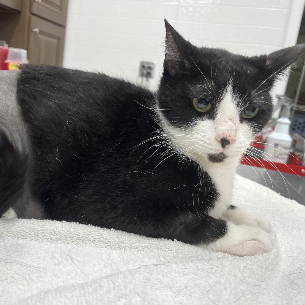 Enlarge Lena, a Adoptable Domestic Short Hair in Folsom, LA image 2/2