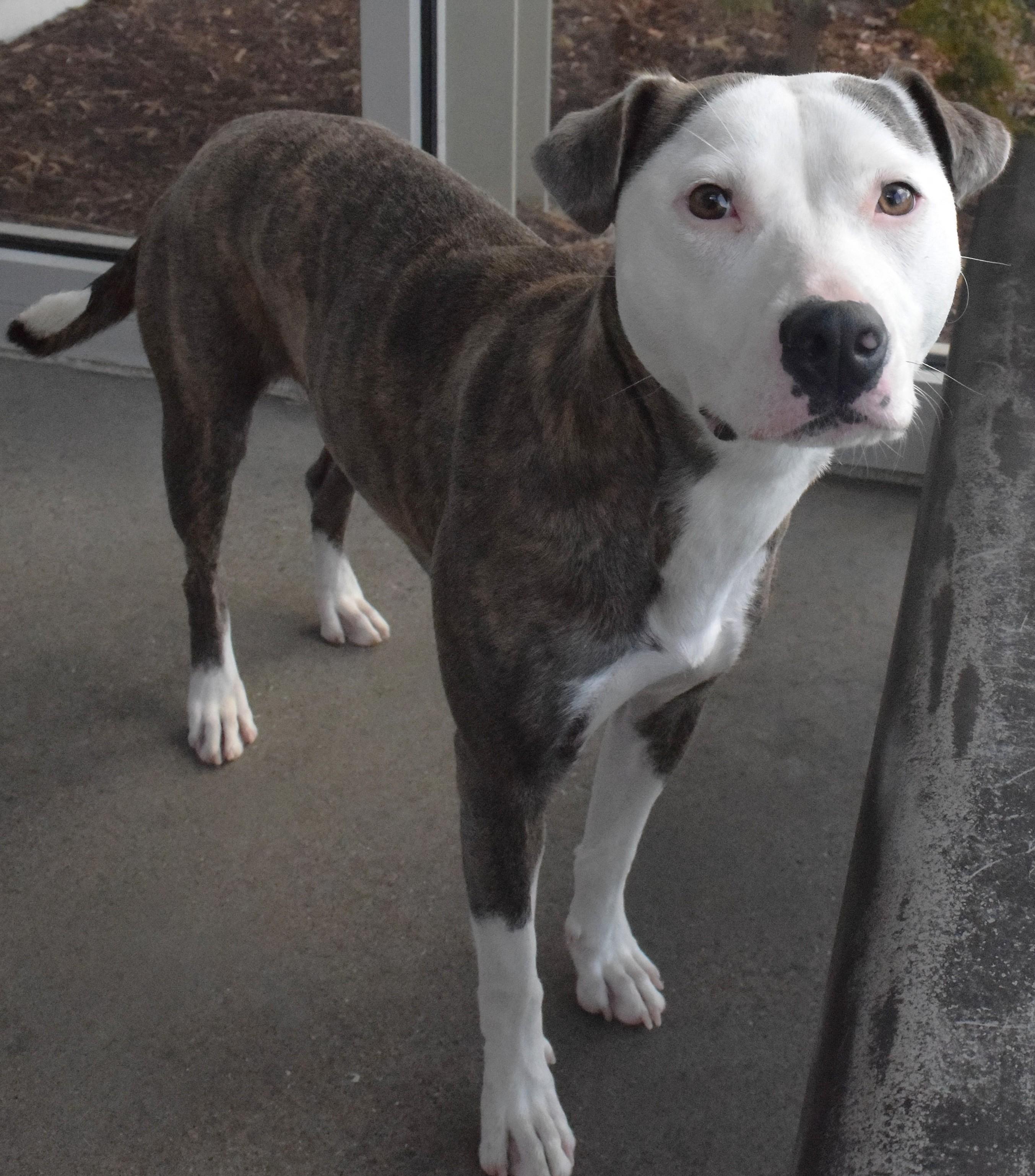 Enlarge 22260, a ADOPTABLE mixed breed in Broken Arrow, OK image 1/1