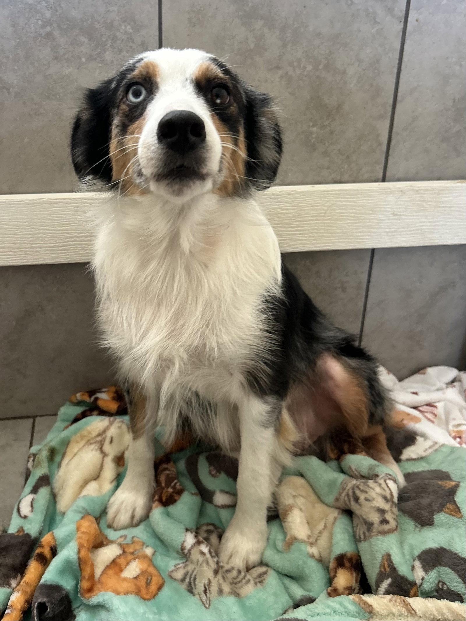Daisy Aug 26, Adoptable, Adult Female Australian Shepherd.
