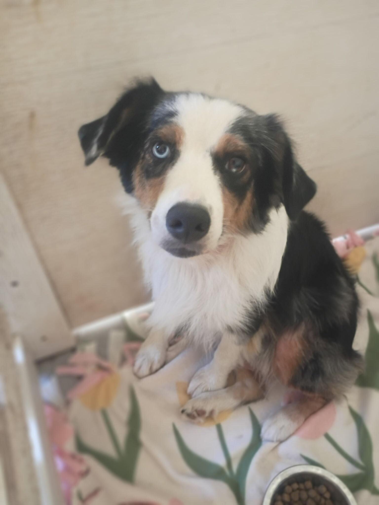 Enlarge Daisy Aug 26, a Adoptable Australian Shepherd in Pacolet, SC image 3/3