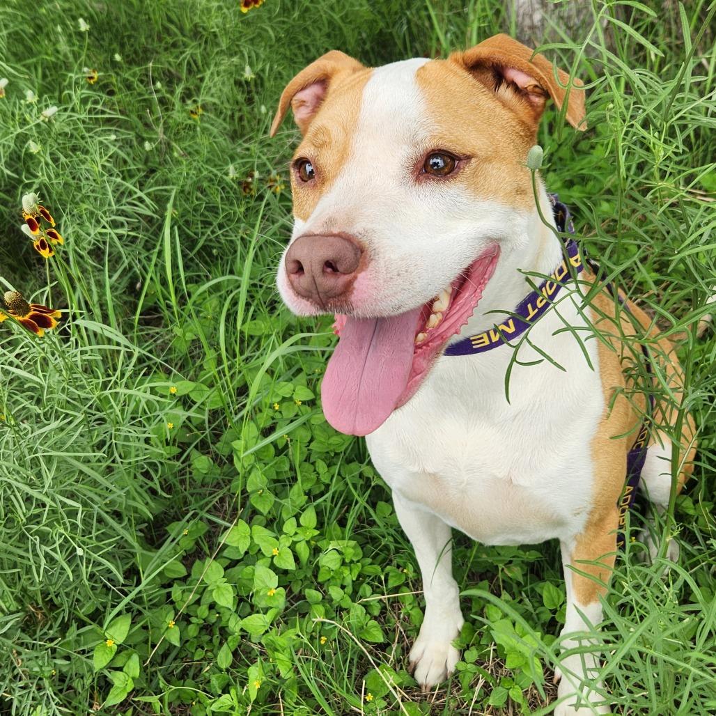 Molly JuM, Adult Female Pit Bull Terrier