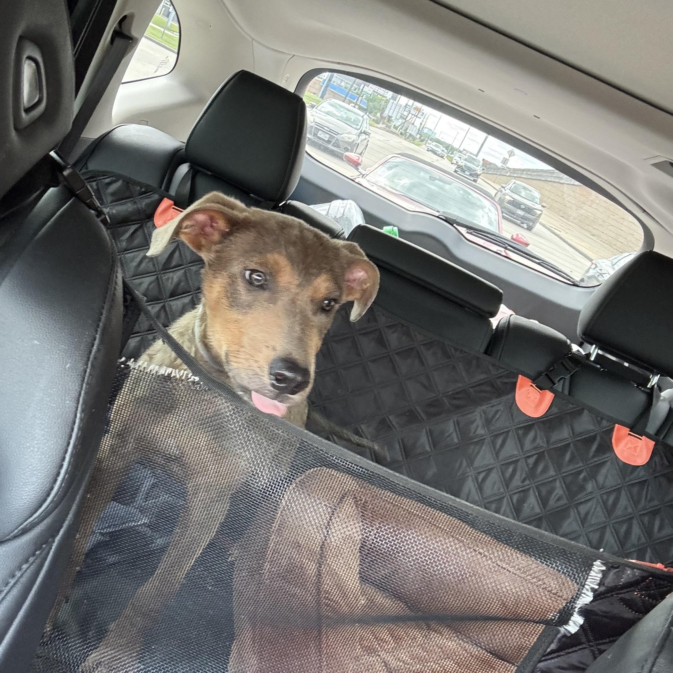 Enlarge Benny, a Adoptable mixed breed in Olathe, KS image 5/6