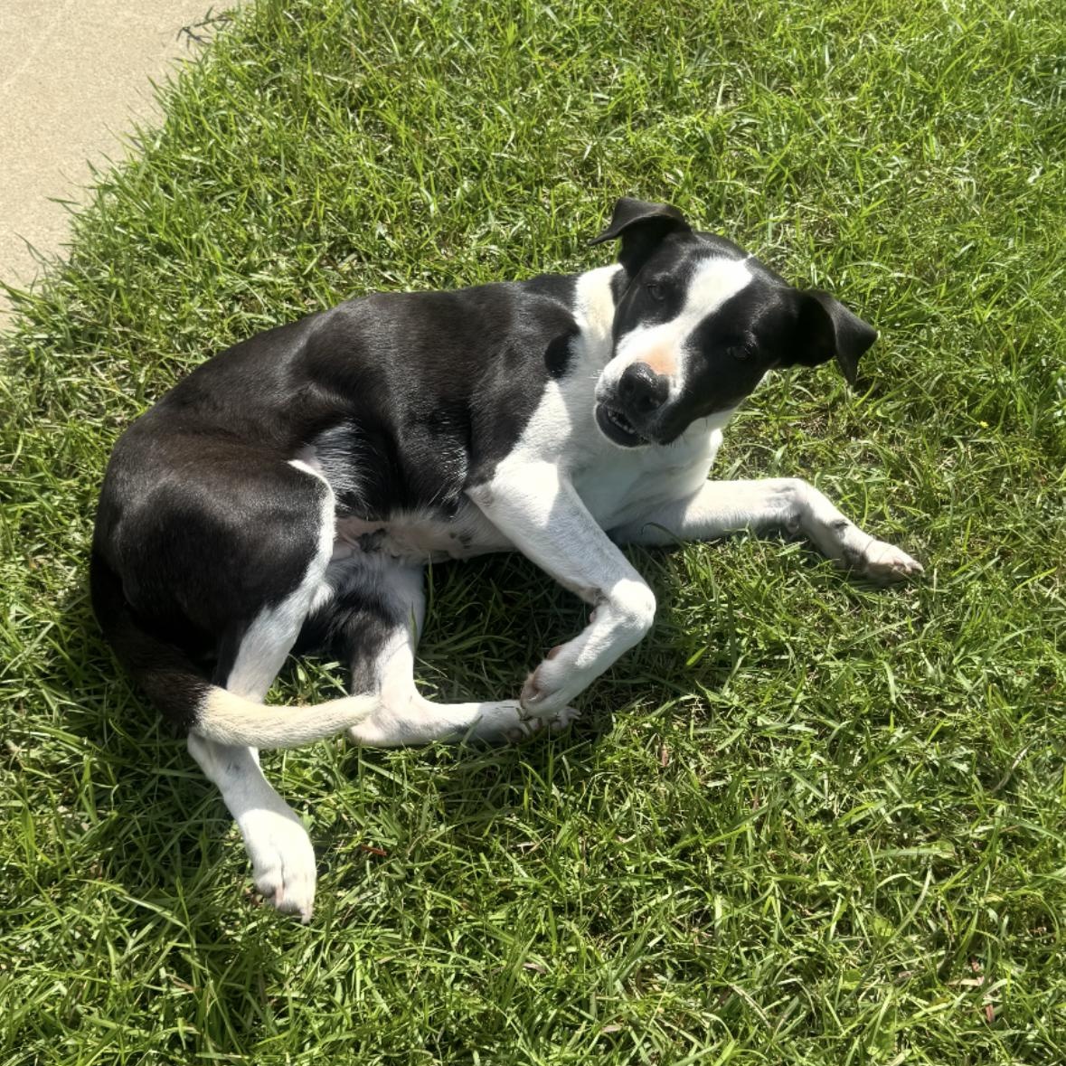 Enlarge Bella, a Adoptable mixed breed in Bloomington, IL image 4/6