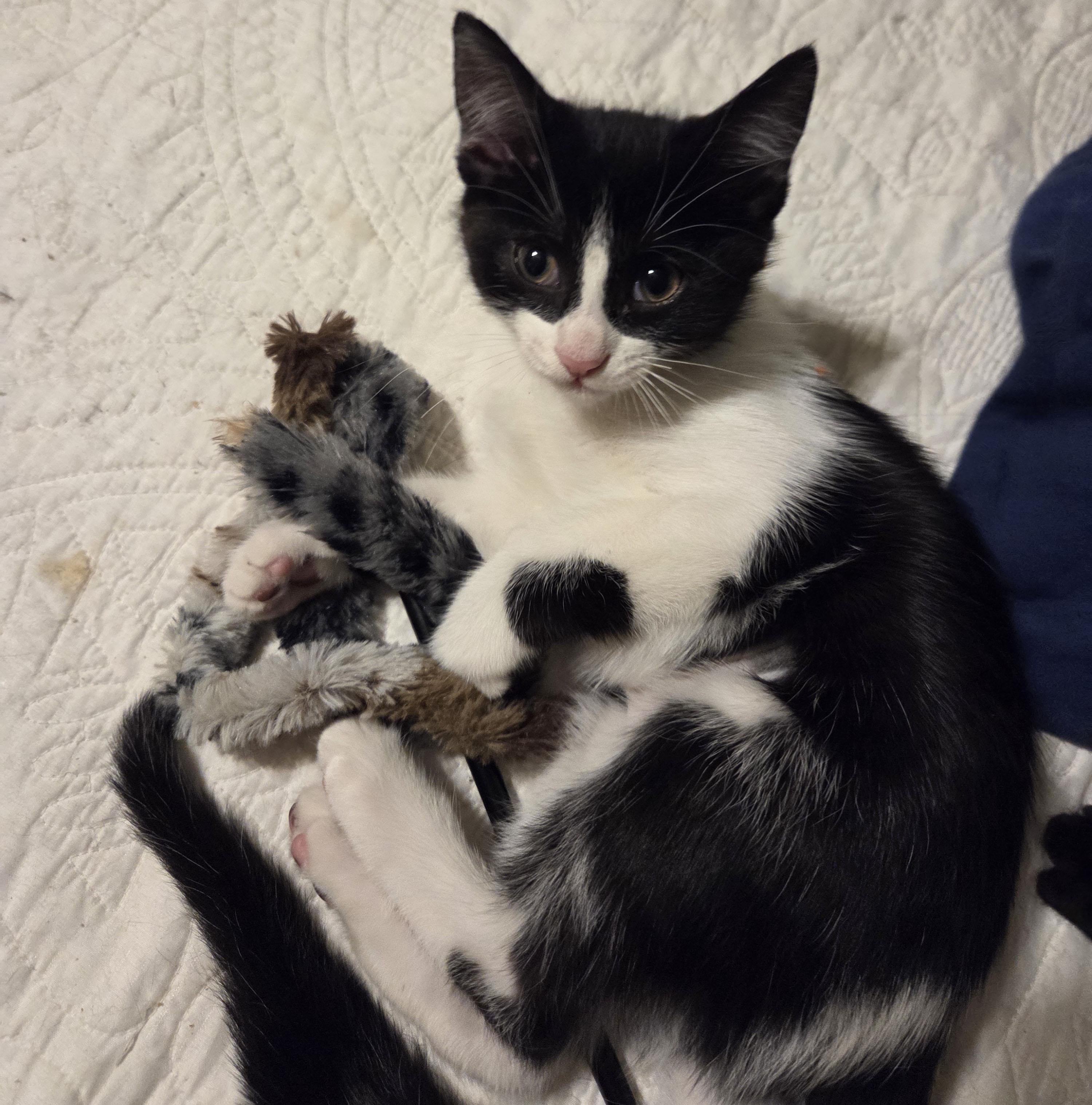 Marshall, a ADOPTABLE Domestic Short Hair in Milwaukee, WI image 2/5