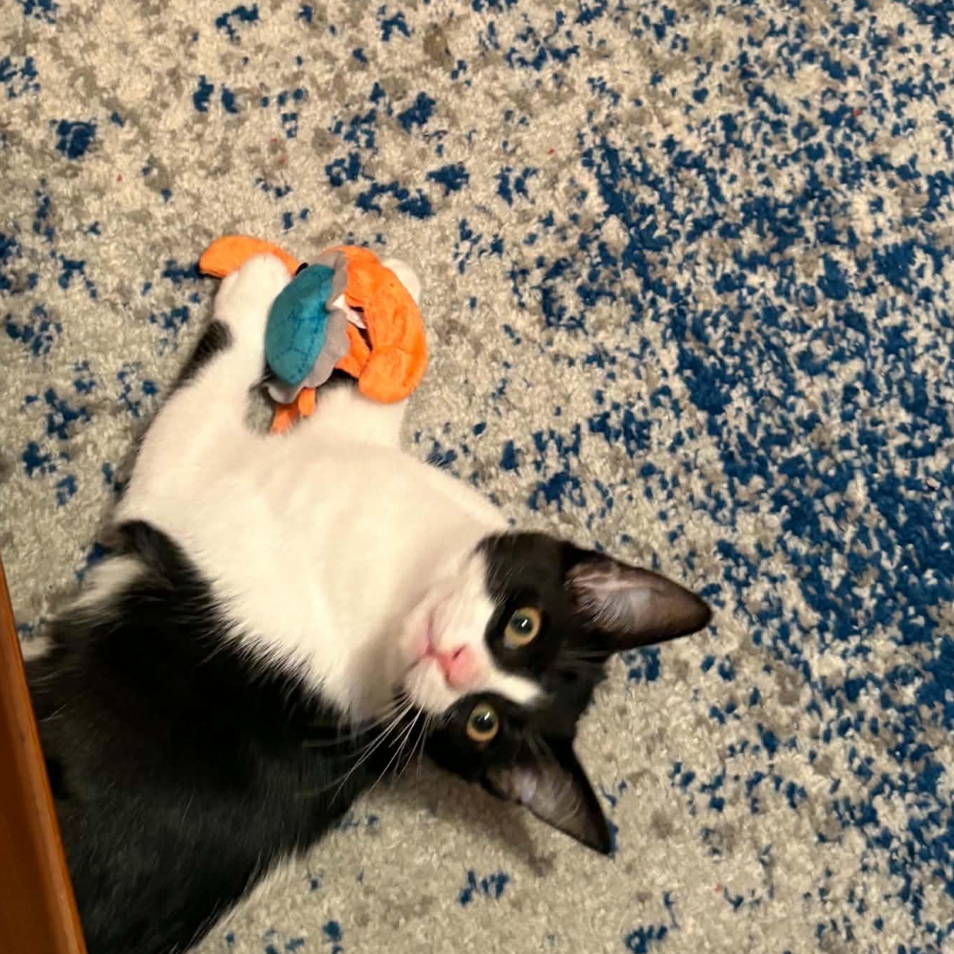 Marshall, a ADOPTABLE Domestic Short Hair in Milwaukee, WI image 2/6
