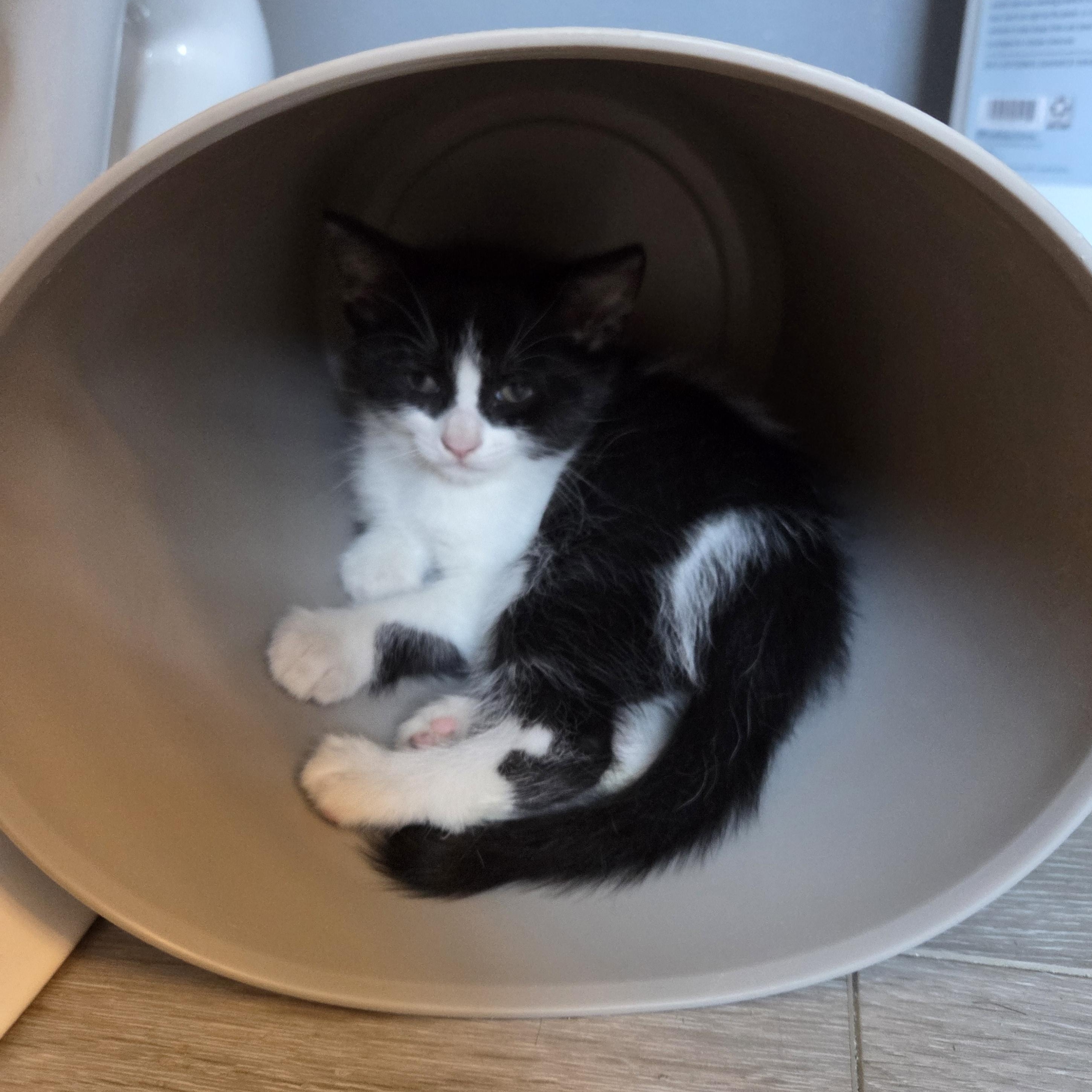 Marshall, a ADOPTABLE Domestic Short Hair in Milwaukee, WI image 4/5