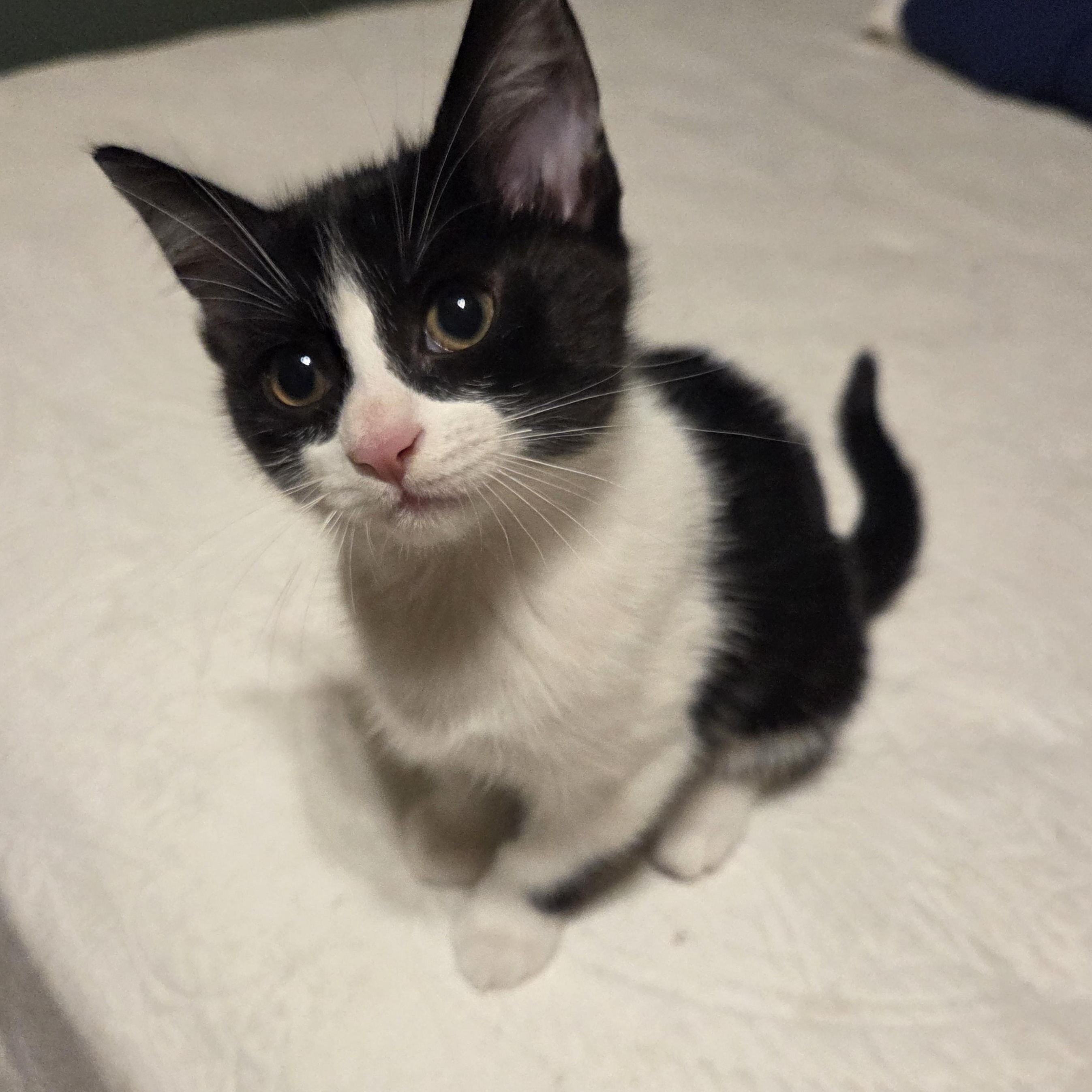 Marshall, ADOPTABLE, Kitten Female Domestic Short Hair.