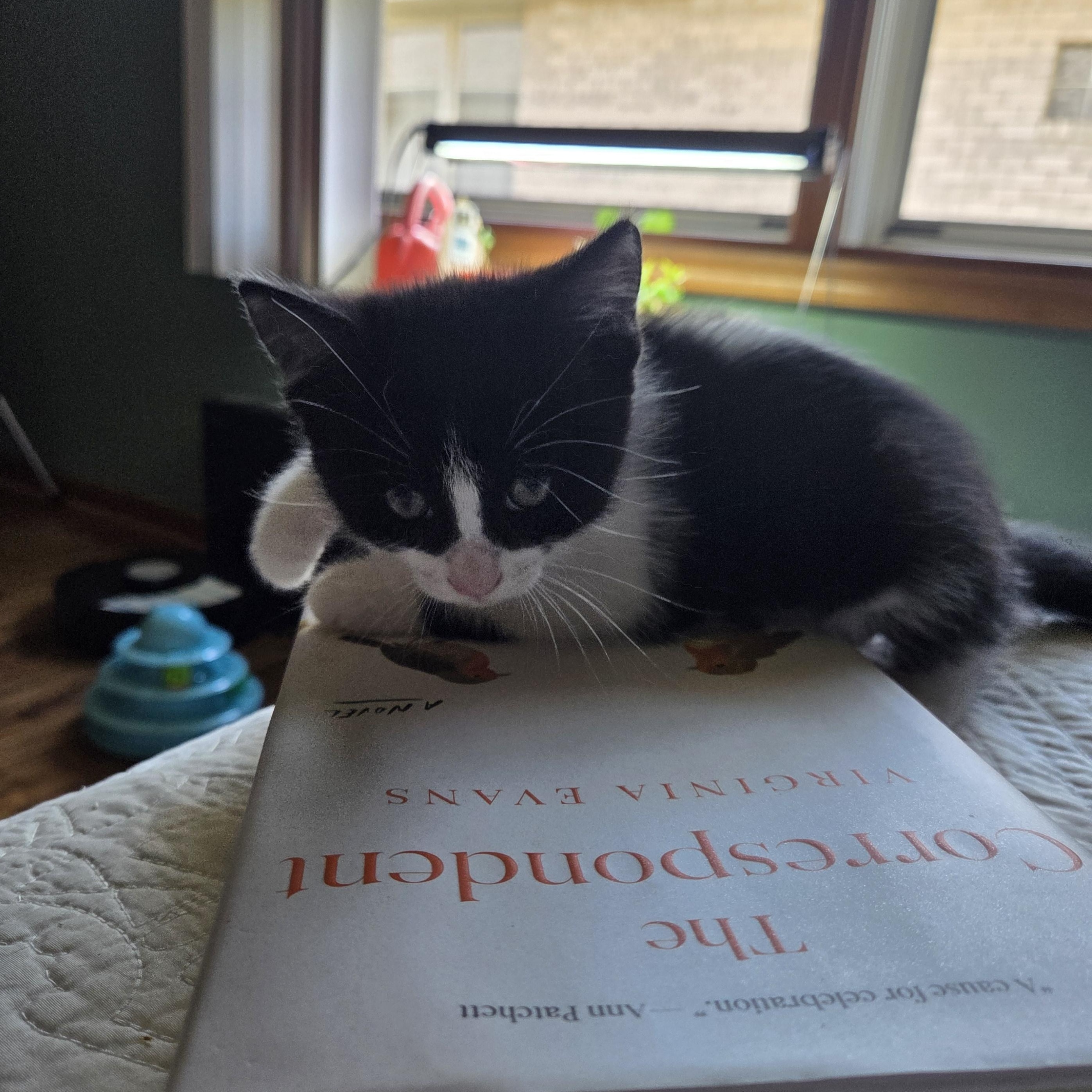 Marshall, a ADOPTABLE Domestic Short Hair in Milwaukee, WI image 3/5