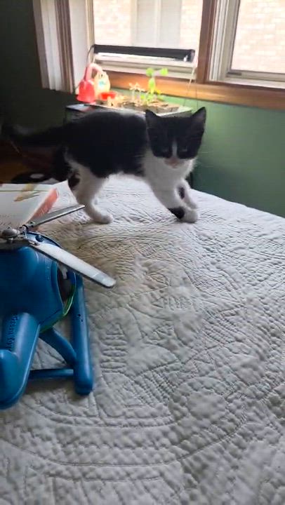 Enlarge Marshall, a ADOPTABLE Domestic Short Hair in Milwaukee, WI video 5/5