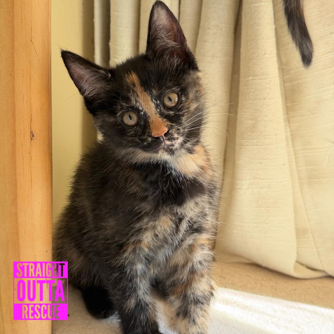Enlarge Yellow, an adopted Domestic Short Hair in Vancouver, BC image 1/5