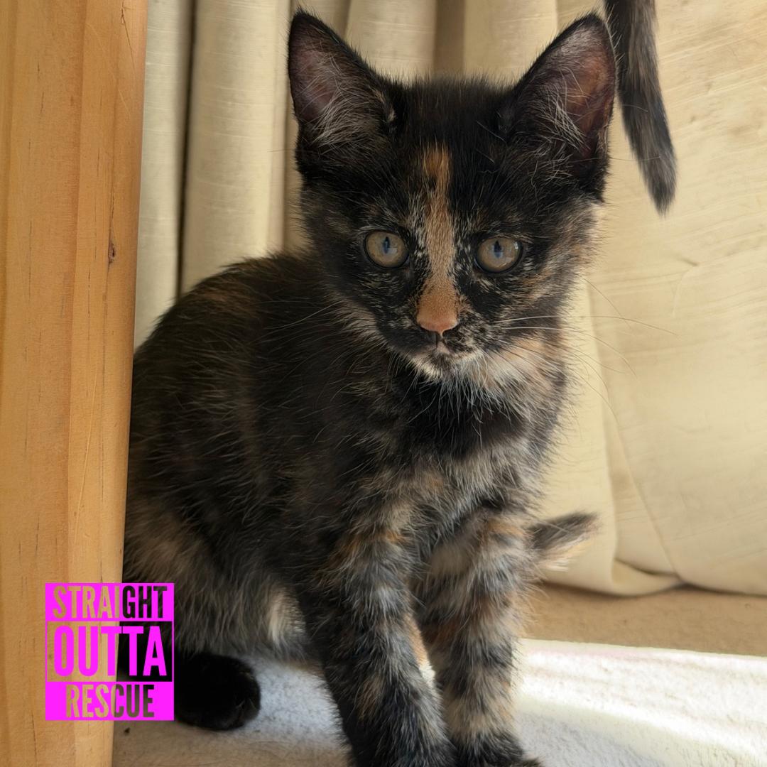 Enlarge Yellow, an adopted Domestic Short Hair in Vancouver, BC image 2/5