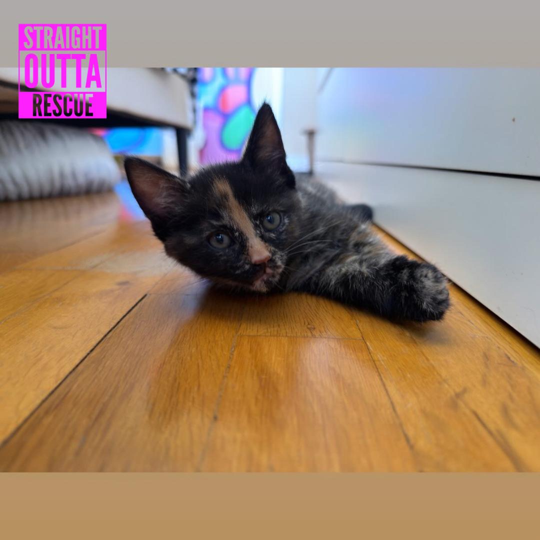 Enlarge Yellow, an adopted Domestic Short Hair in Vancouver, BC image 5/5